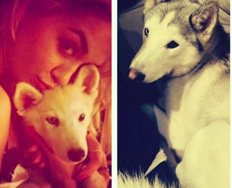 Rita Ora with her dog