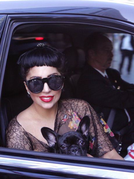 Lady Gaga spotted in Toronro with a small dog.