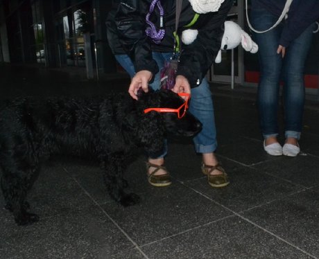 Were you pap'd by the Capital Street Stars?