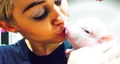 Miley Cyrus Pig Instagram