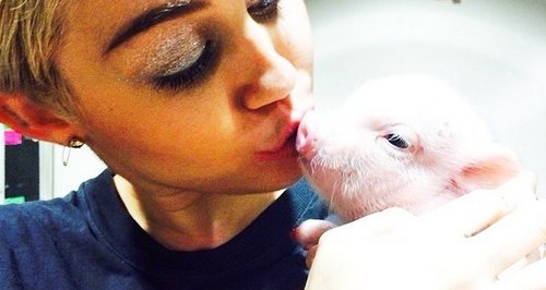 Miley Cyrus Pig Instagram