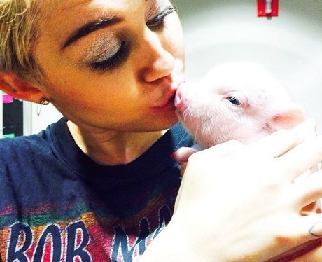 Miley Cyrus Pig Instagram