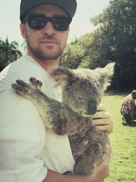 Justin Timberlake with a Koala