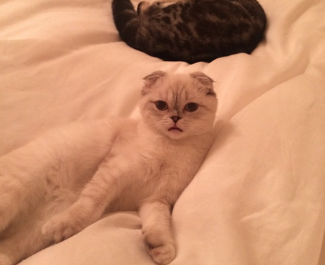 Taylor Swift Cats Instagram