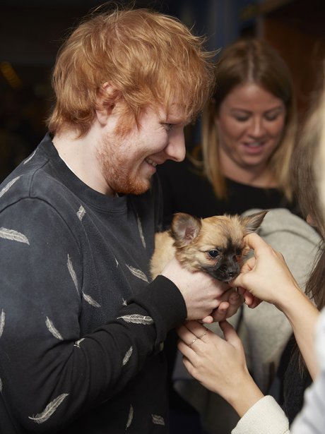 Ed Sheeran with a dog backstage on X factor