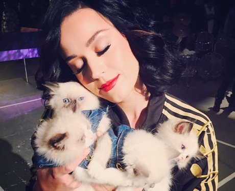 Katy Perry with kittens on instagram