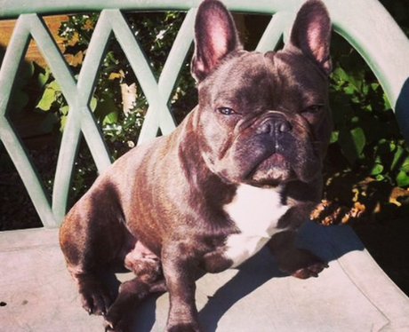 Jessie J Dog Instagram