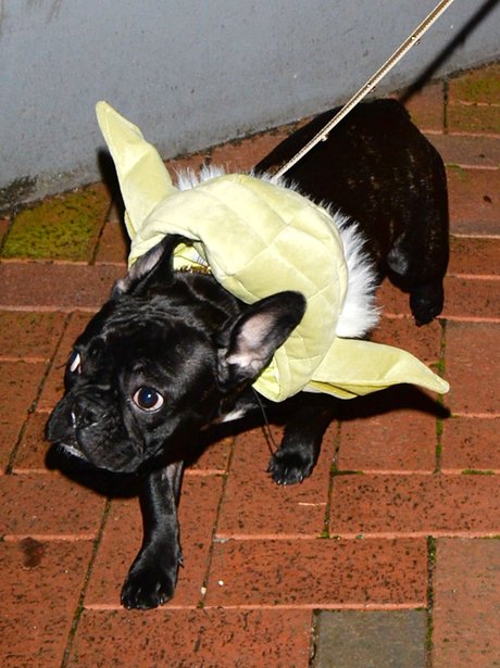 Lady Gaga's Dog dressed as Yoda