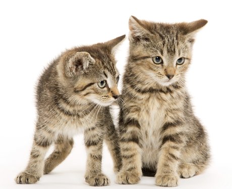 kittens