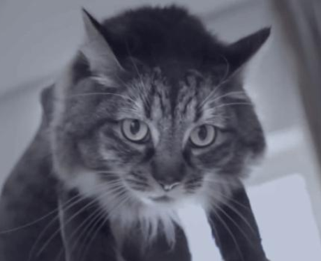 Cat Kitty Purry
