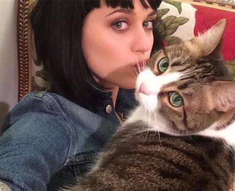 Katy Perry Cat Kitty Purry
