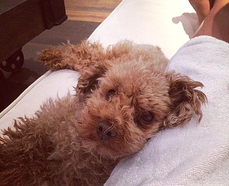 Alfie Mollie Kings Dog