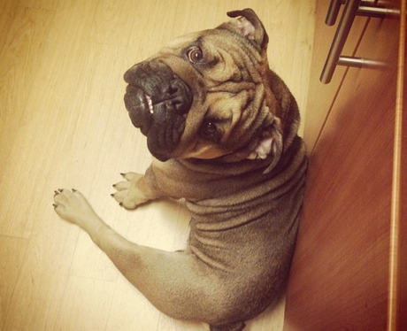 Chris Brown Dog