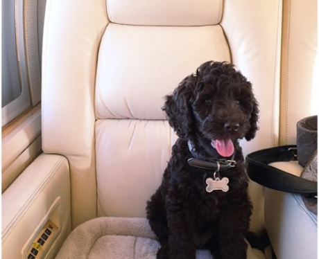 Ariana Grande Dog Sirius