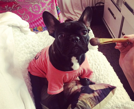 Lady Gagas dog 