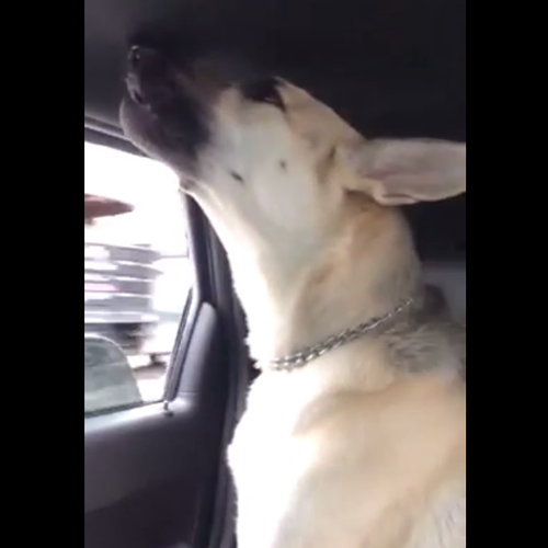 Maroon 5's 'Animals' Gets Covered… By Shelby The German Shepherd Dog!  #ForReal - Capital