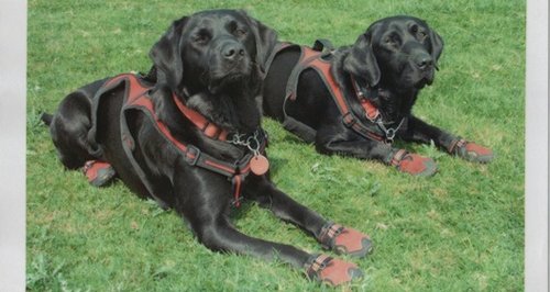 Hampshire fire dogs Saxon Inca