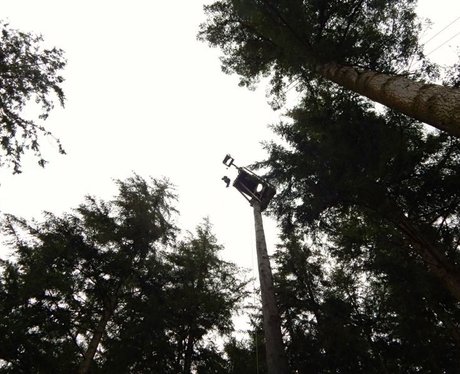 March Of Firsts - Tree Tops