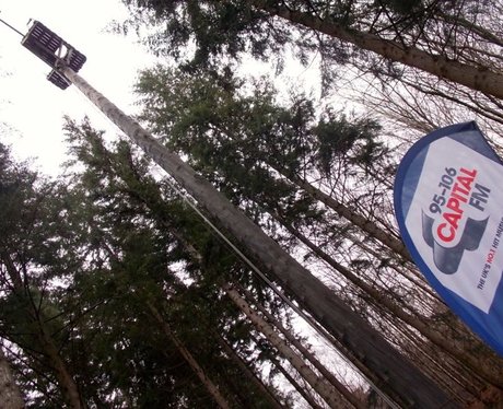 March Of Firsts - Tree Tops