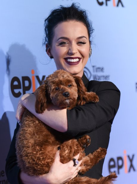 Katy Perry arrives at the World Premiere Of "Katy