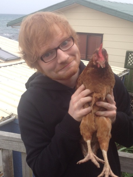 Ed Sheeran and a hen