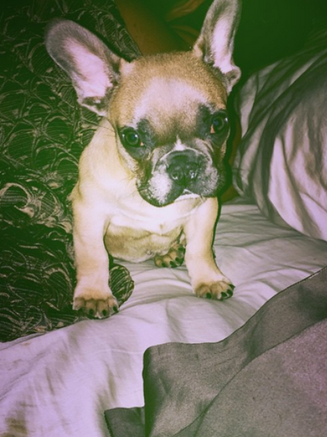 Guess The Pop Star Pooch