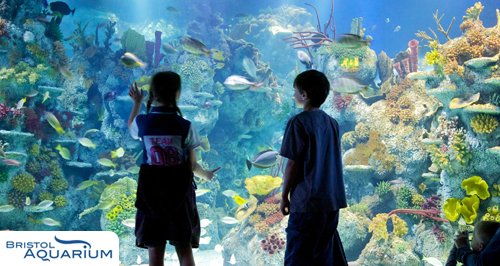 Bristol Aquarium article