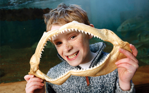 Bristol Aquarium shark