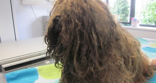 New Forest vet fined matted fur dog