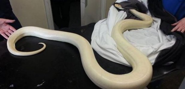 Guisborough snake