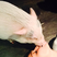 Image 10: Miley Cyrus kissing a pig 