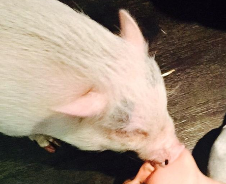 Miley Cyrus kissing a pig 