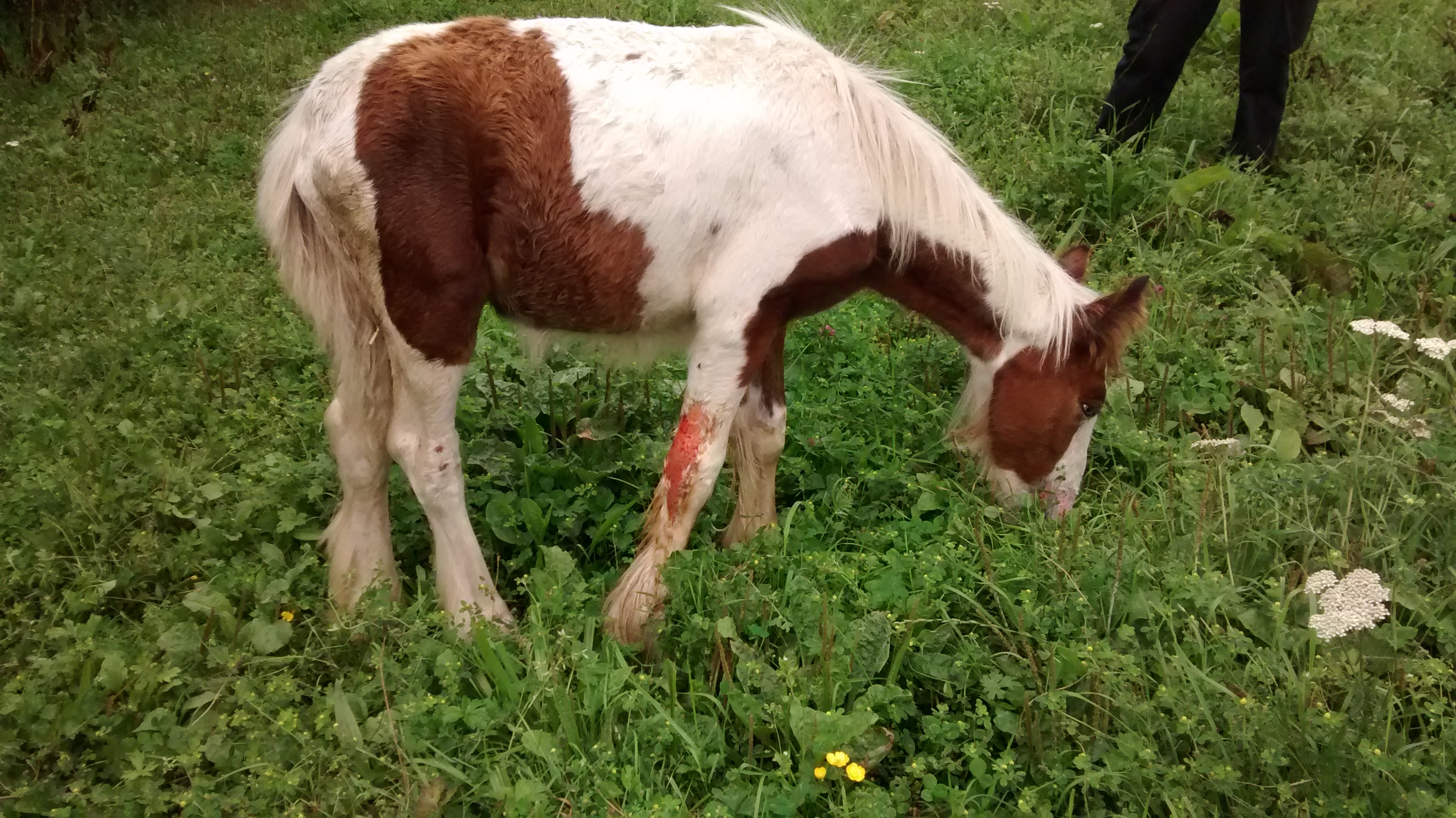 foal set on fire in Derbyshire