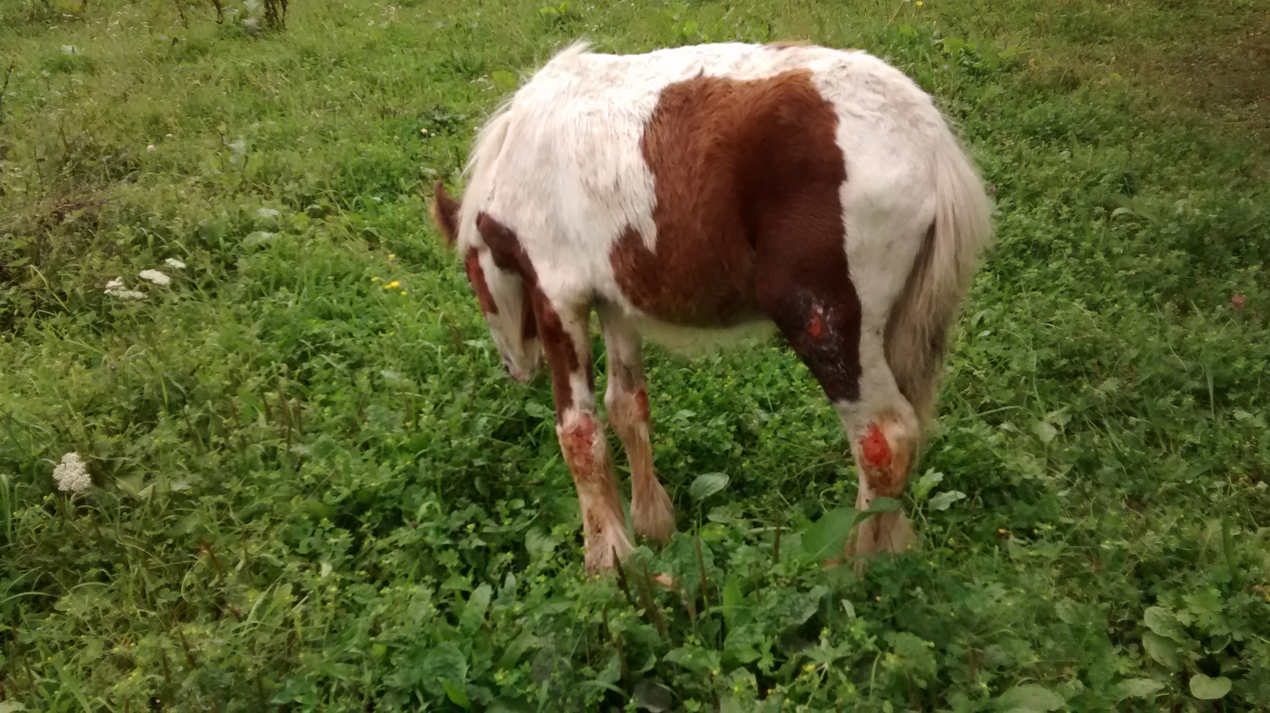 foal set on fire in Derbyshire