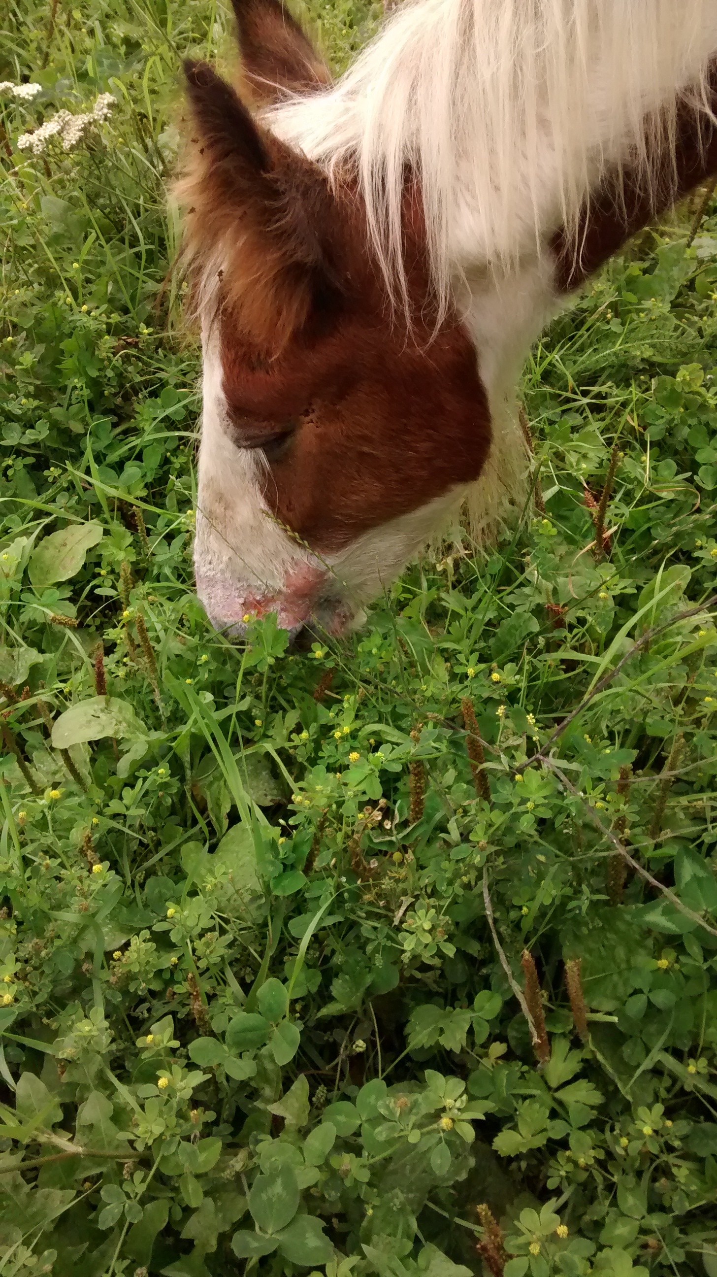 foal set on fire in Derbyshire