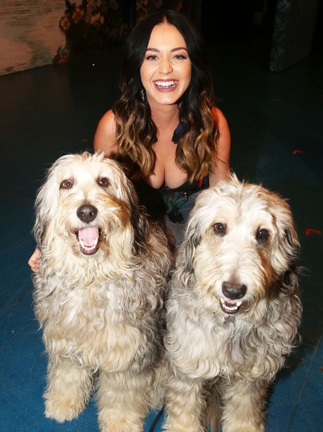katy Perry with her dogs