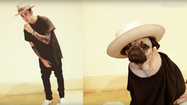 Justin Bieber pug