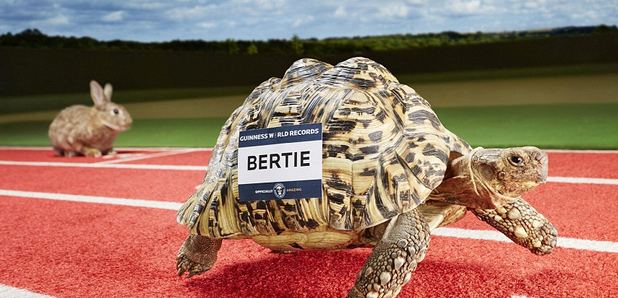 Bertie the record breaking tortoise