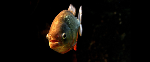 bristol aquarium glow fish