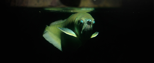 bristol aquarium spooky