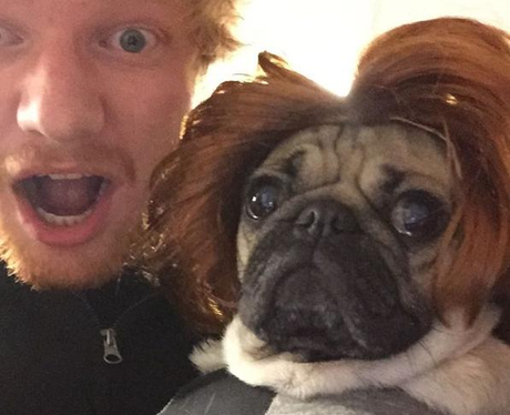 Ed Sheehan hanging out with Doug the Pug
