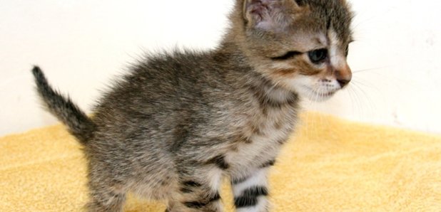 Paella the kitten