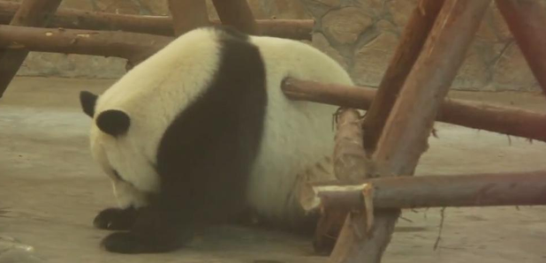 Panda Storyful