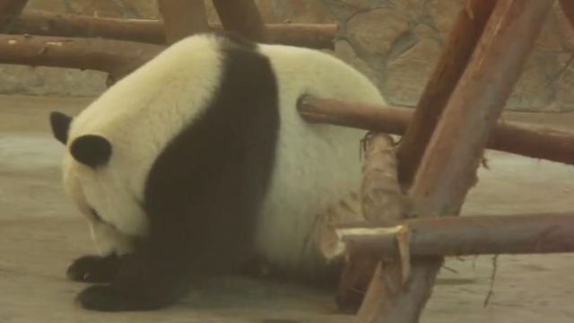 Panda Storyful