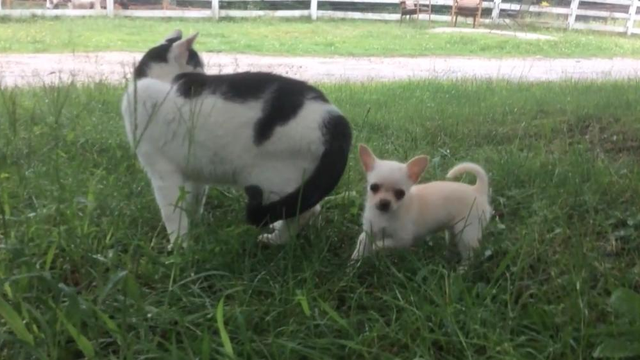 Storyful Chihuahua Video
