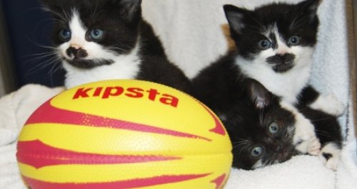 kittens Southampton rugby world cup