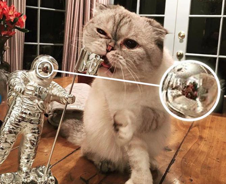 Taylor Swift's Cat Olivia Benson Calvin Harris Zoo
