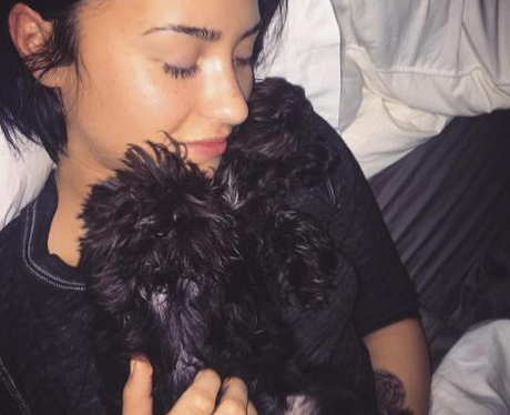 Demi Lovato Dog Instagram