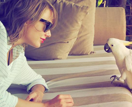 Taylor Swift Parrot Instagram
