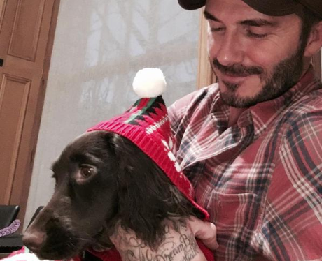 David Beckham with dog wearing christmas hat